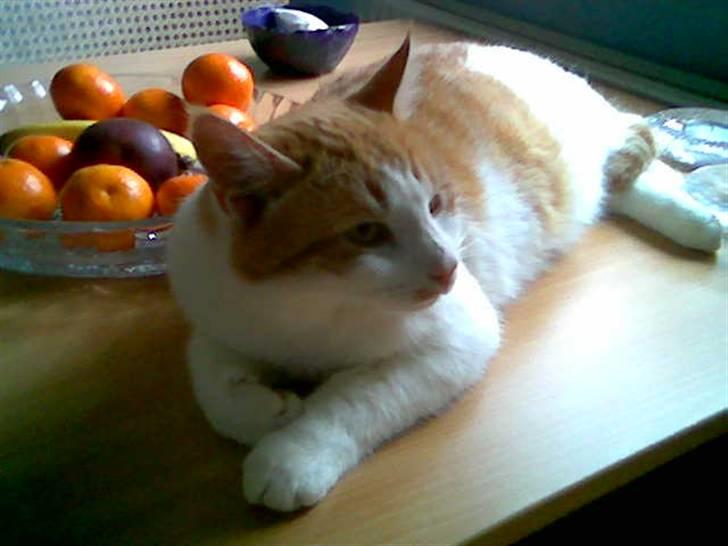 Huskat Pjevs. :(han er død): - Jeg ligger lige og flader den ud på bordet selv om jeg ikke må. hihi billede 8