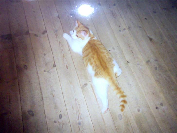 Huskat Pjevs. :(han er død): - ahh hvor er det dejligt lige at kan strække sir ben. billede 9