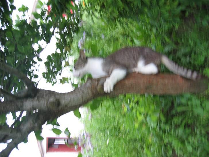 Blanding af racer Sille - Min kat kan ikke blive nede billede 4