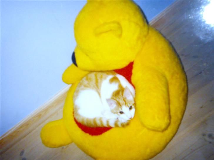 Huskat Pjevs. :(han er død): - nøj hvor jeg ligger så dejligt. billede 10