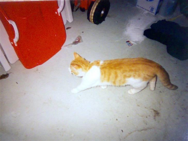 Huskat Pjevs. :(han er død): - tror lige jeg vil kigge mig omkring og se om jeg kan finde noget nyt.. billede 11