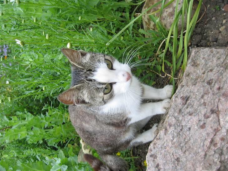 Blanding af racer Sille - Den lille havfrue på en sten billede 5