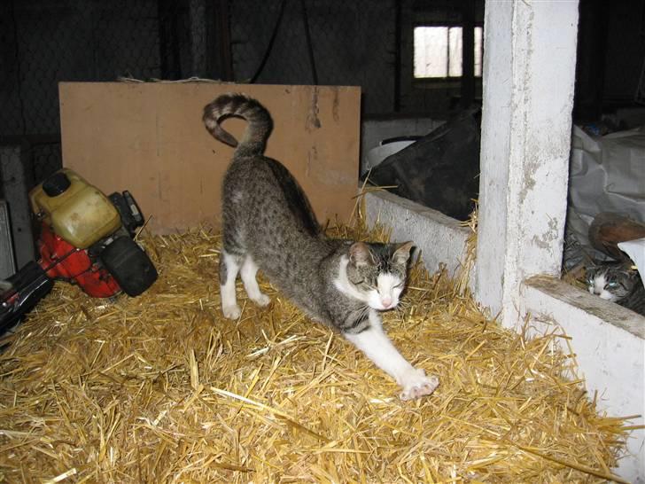 Blanding af racer Sille - Godmorgen... billede 6