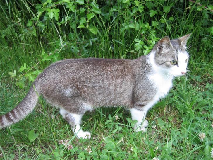 Blanding af racer Sille - Holder øje med Nusser(en havl søster) billede 7