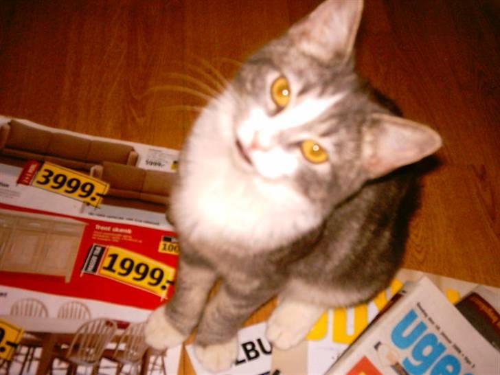 Huskat Freja billede 12