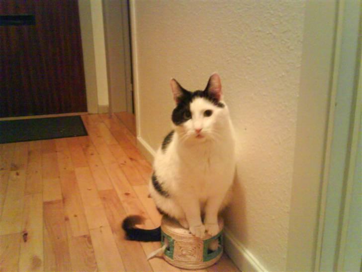 Huskat Putte billede 1