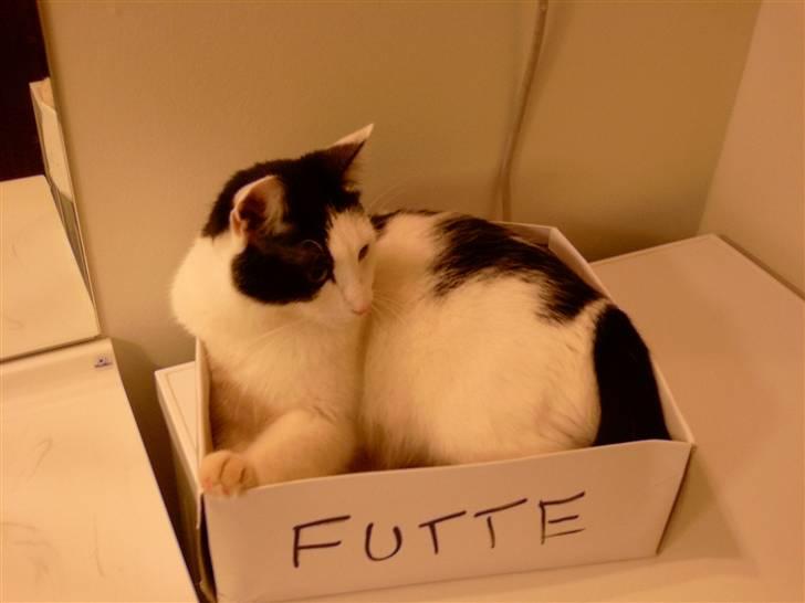 Huskat Putte billede 2