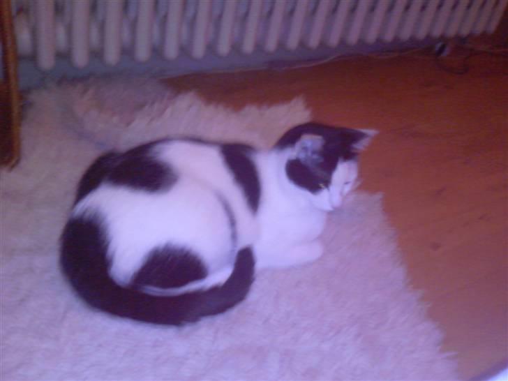 Huskat Putte billede 3