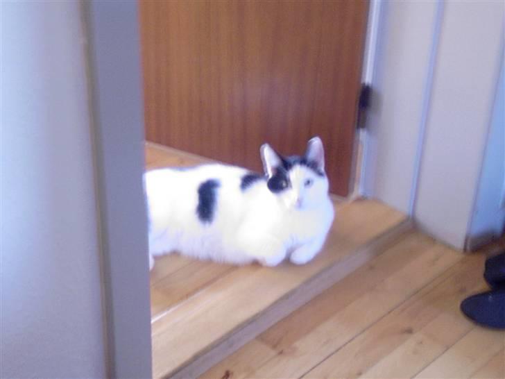 Huskat Putte billede 4