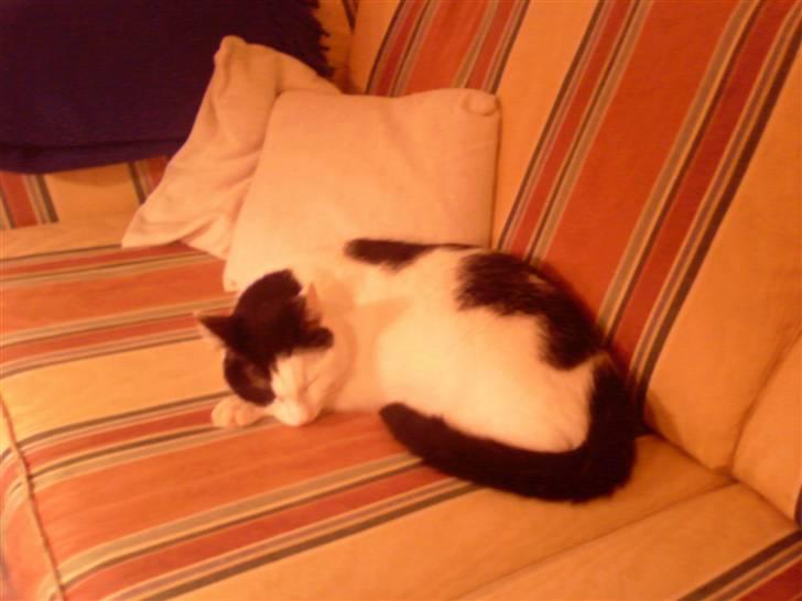 Huskat Putte billede 5