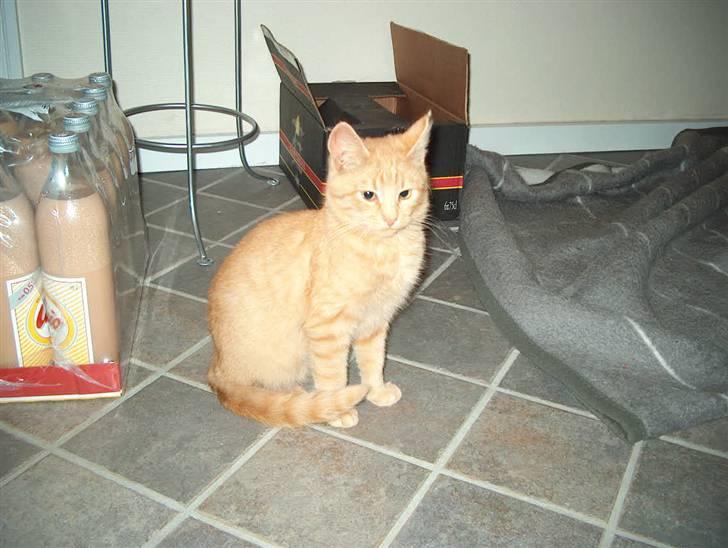 Huskat Tyson billede 2