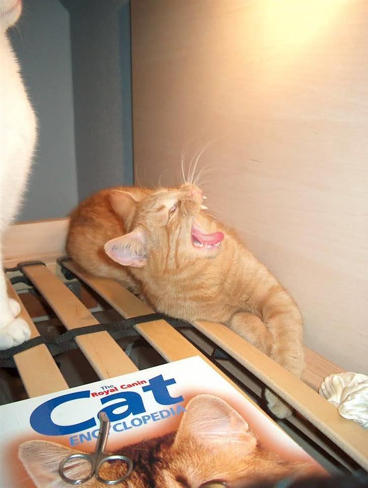 Huskat Tyson billede 3