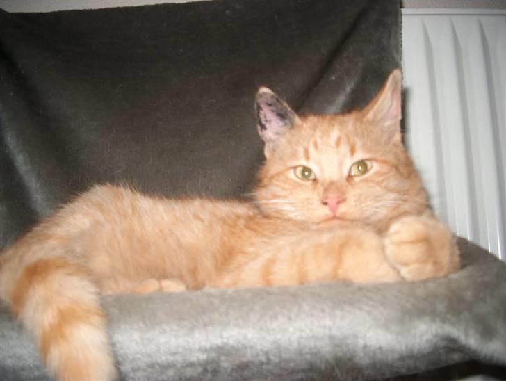 Huskat Tyson billede 4