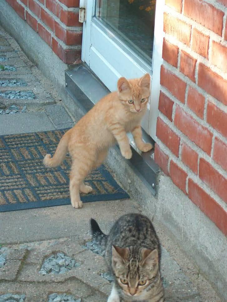 Huskat Tyson billede 5