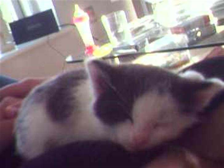 Huskat Putte billede 6