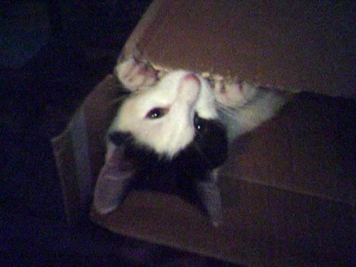 Huskat Putte billede 7