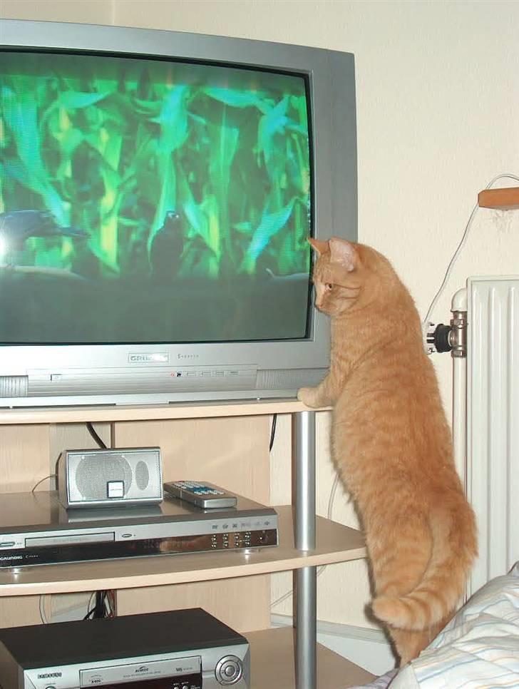 Huskat Tyson billede 6