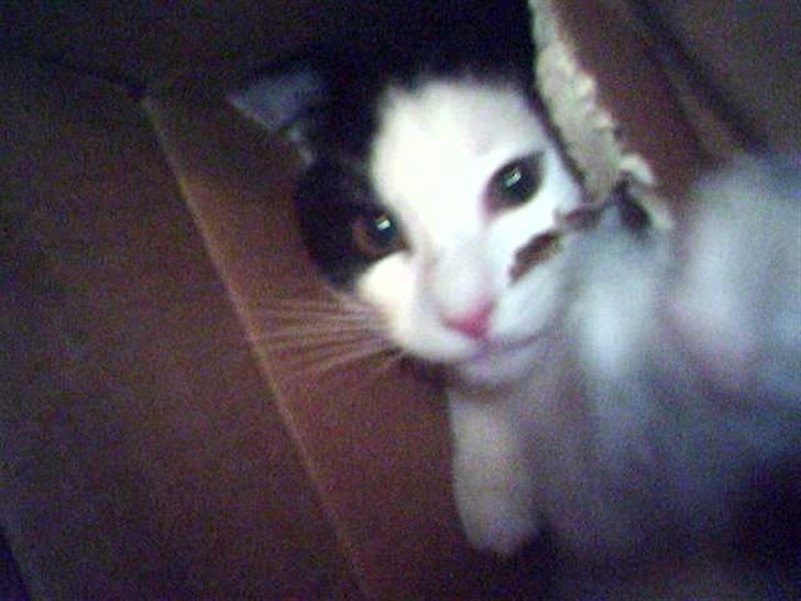 Huskat Putte billede 8