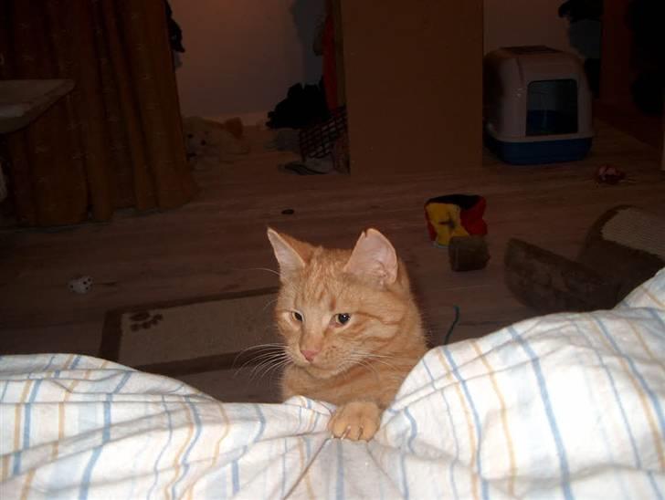 Huskat Tyson billede 7