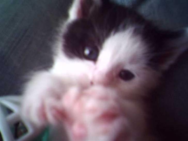 Huskat Putte billede 9