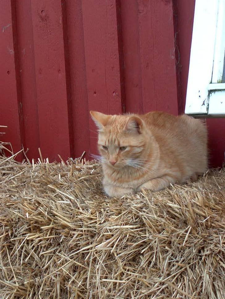 Huskat Tyson billede 8