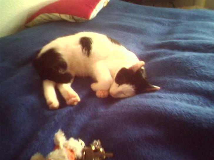 Huskat Putte billede 10