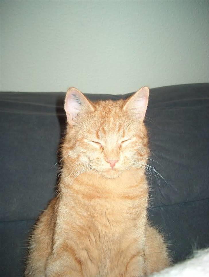 Huskat Tyson billede 9