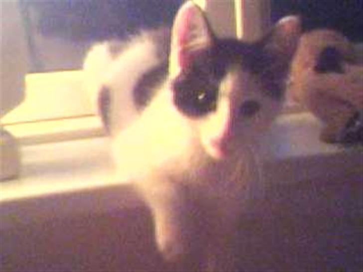 Huskat Putte billede 11