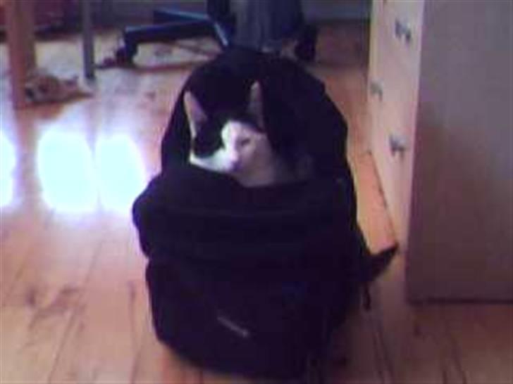 Huskat Putte billede 12