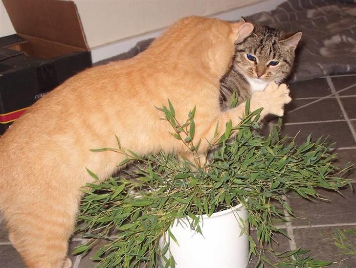 Huskat Tyson billede 10