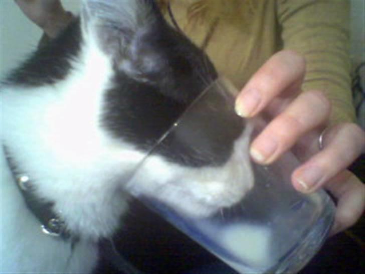 Huskat Putte billede 13