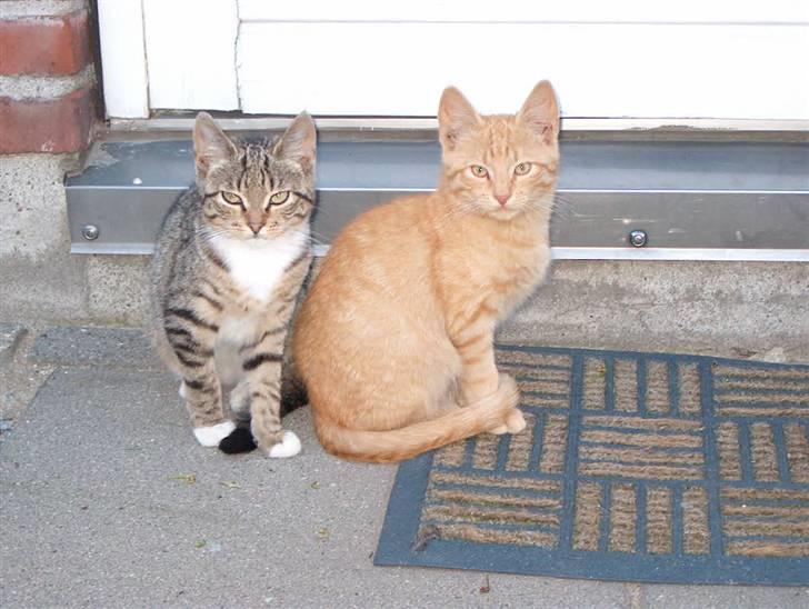 Huskat Tyson billede 11