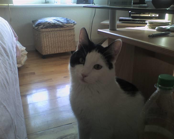 Huskat Putte billede 14