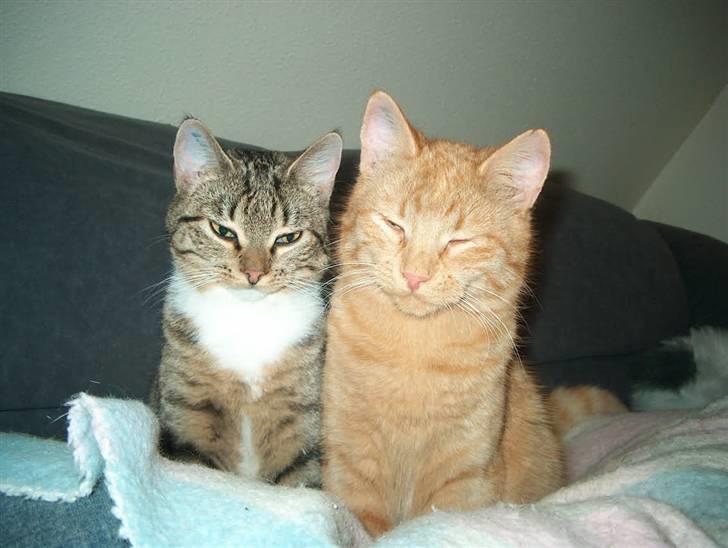 Huskat Tyson billede 12