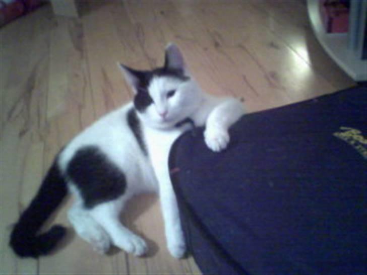 Huskat Putte billede 15