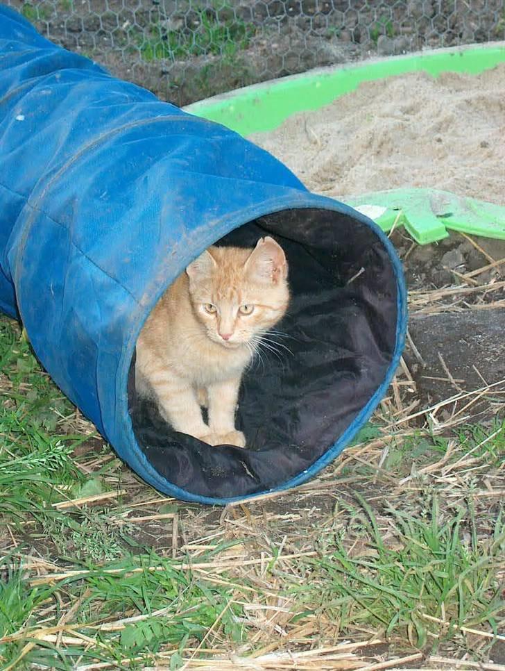 Huskat Tyson billede 13