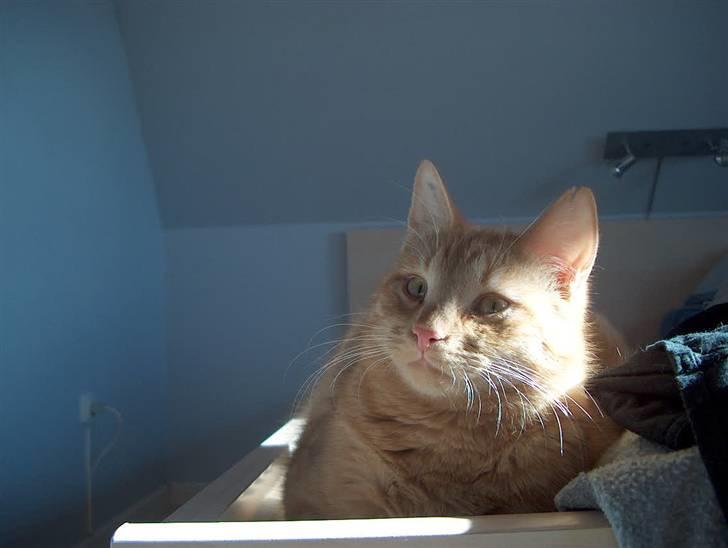 Huskat Tyson billede 14