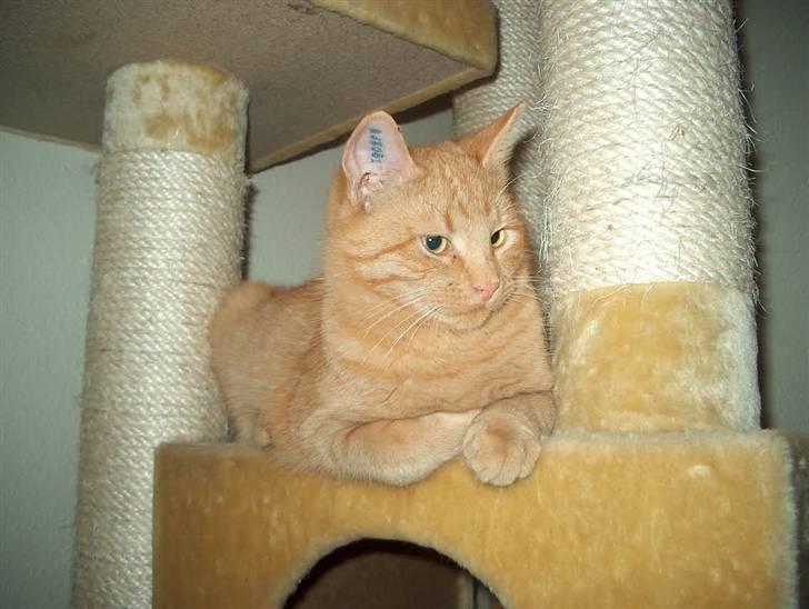 Huskat Tyson billede 15