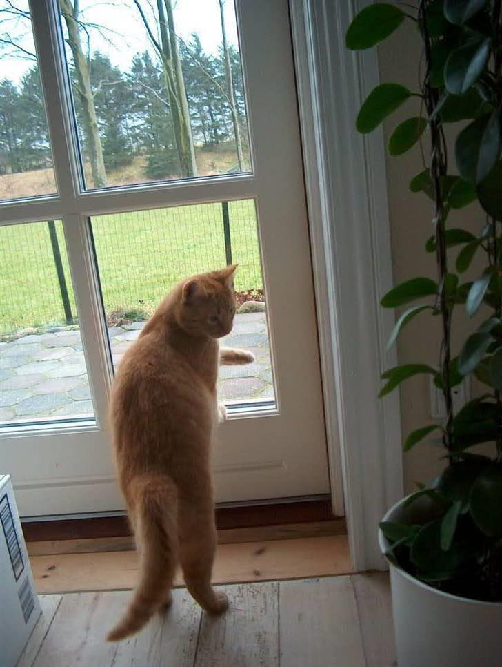 Huskat Tyson billede 16