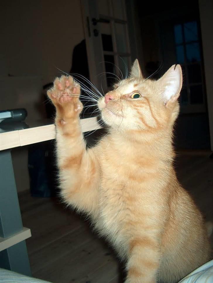 Huskat Tyson billede 17