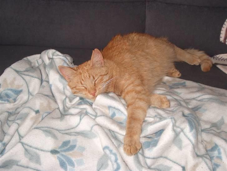 Huskat Tyson billede 18