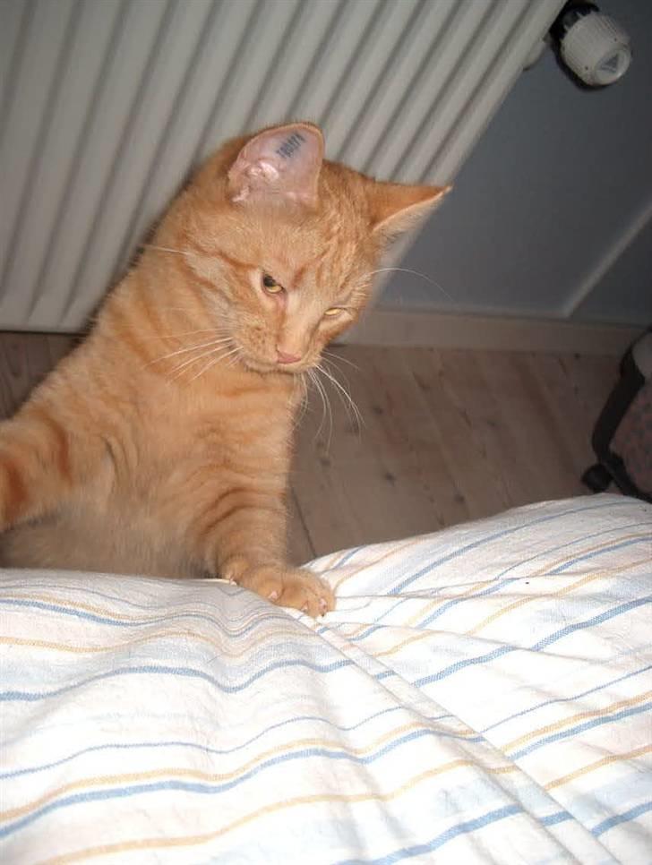 Huskat Tyson billede 19