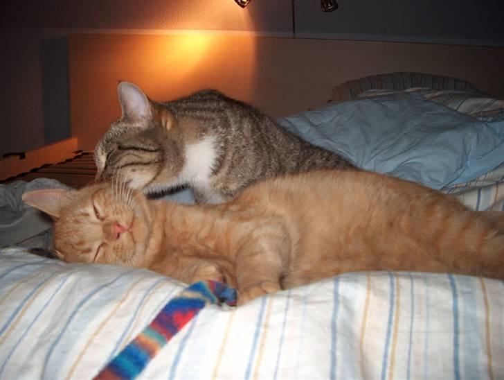 Huskat Tyson billede 20