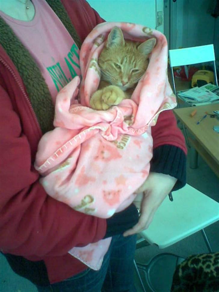 Huskat Anthon billede 14