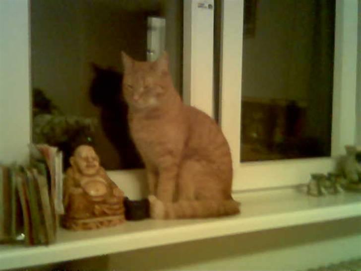 Huskat Anthon - Gaab jeg er træt! billede 16