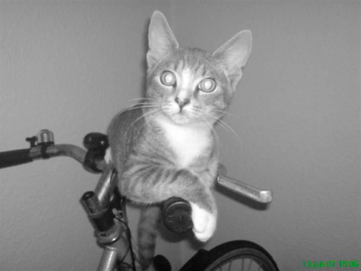 Blanding af racer Wisky * savner dig *  - er han ikk bar sød billede 1