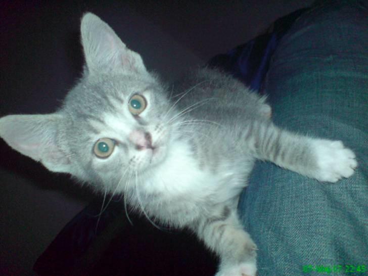 Blanding af racer Wisky * savner dig *  billede 2