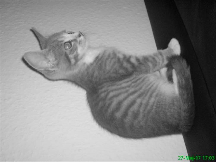 Blanding af racer Wisky * savner dig *  billede 3