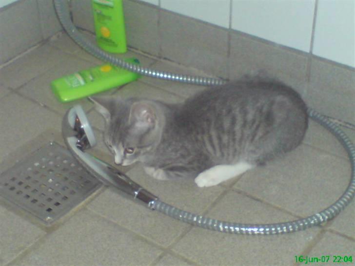 Blanding af racer Wisky * savner dig *  - ved ikk hvorfor men han elsker og lig ude på mit badeværelse efter jeg har vært i bad. men det underlige ved det er at han er norman vand sky billede 4