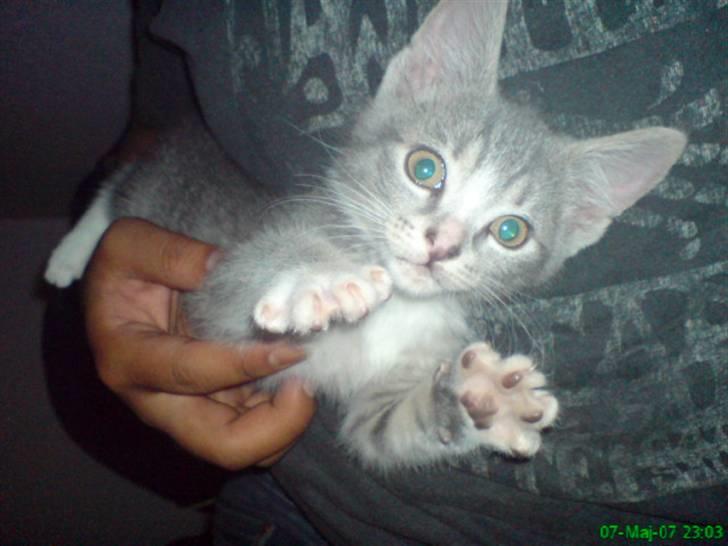 Blanding af racer Wisky * savner dig *  - sådan ser han så ud når han er i drille hjørnet billede 5